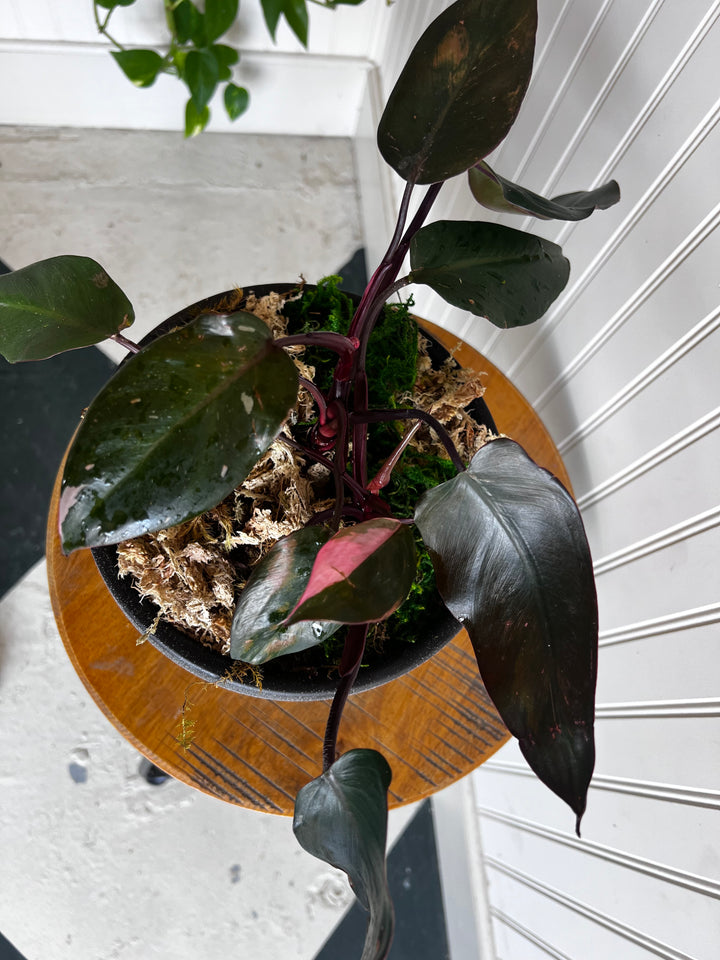 Assorted Plants