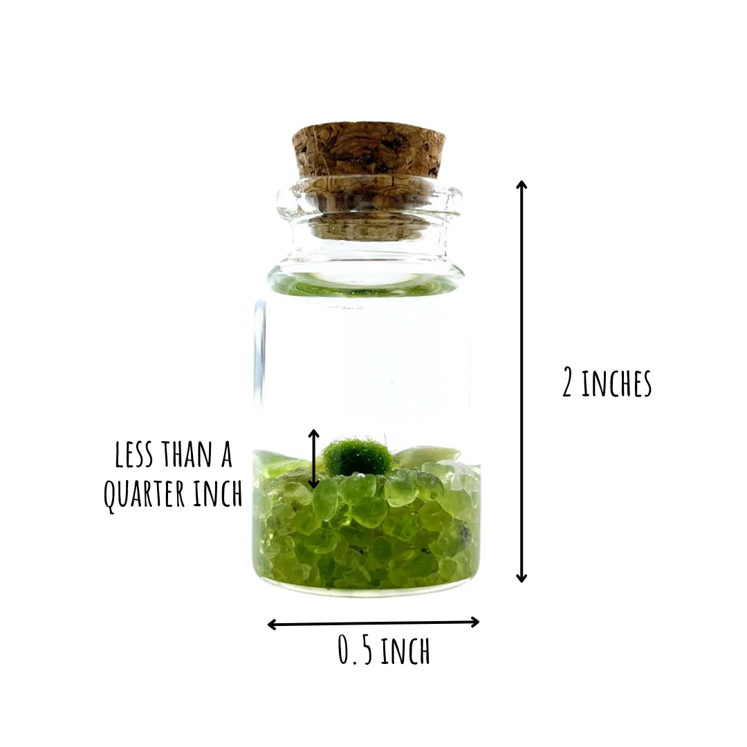 Tiny Marimo Moss Ball Terrarium with Peridot Gemstones
