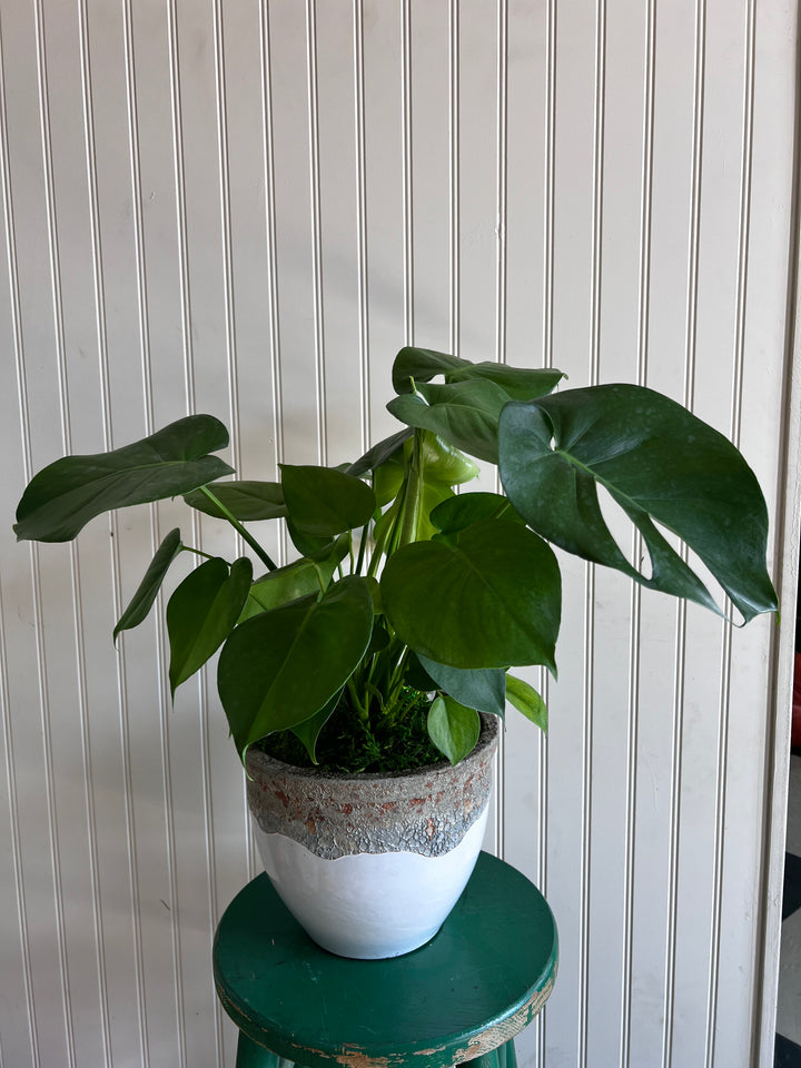 Assorted Plants