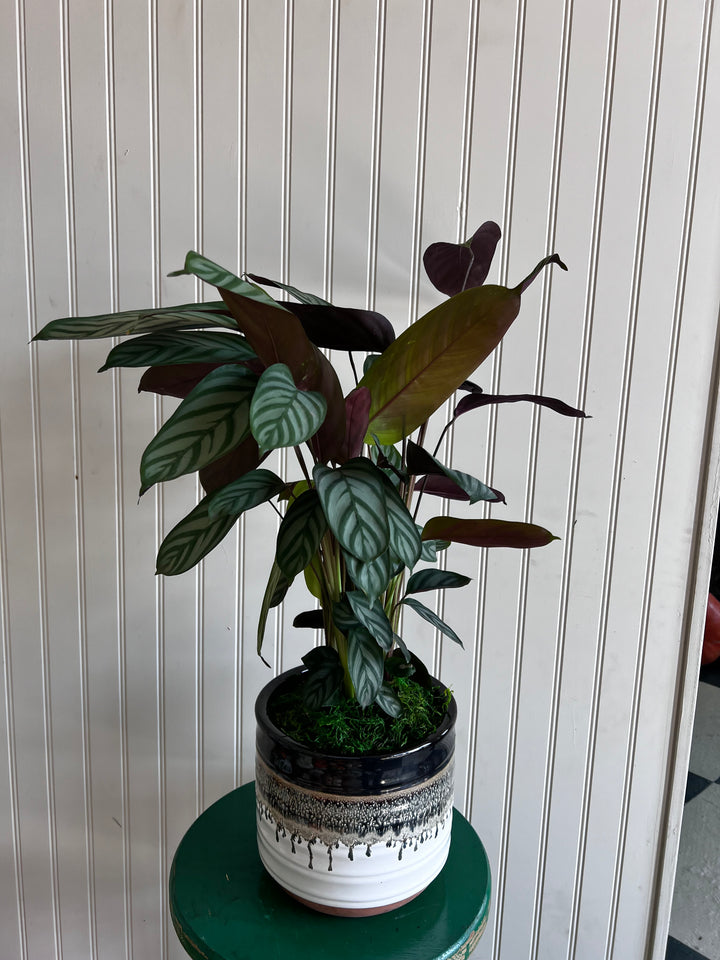 Assorted Plants