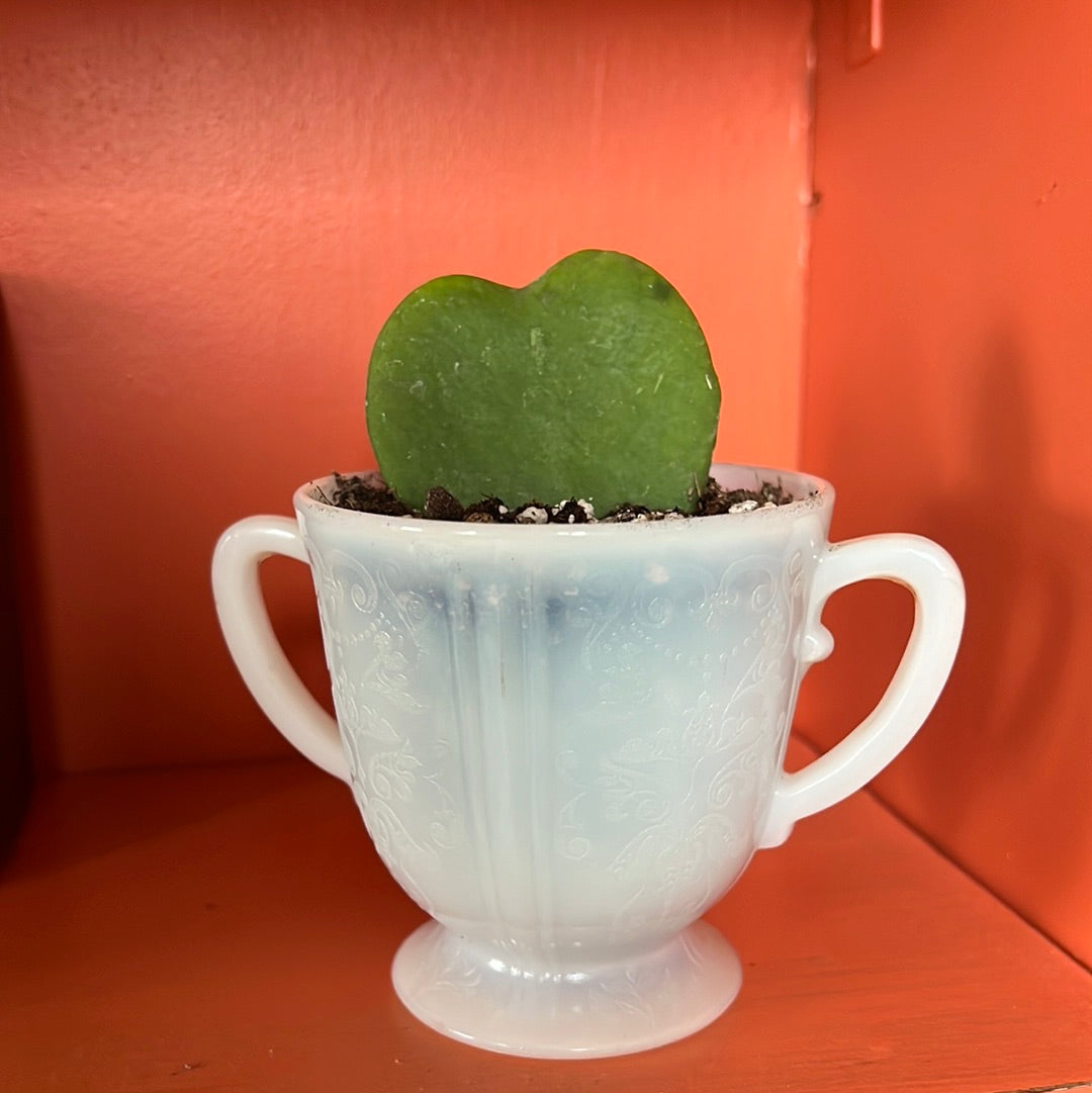 Hoya Heart Plant