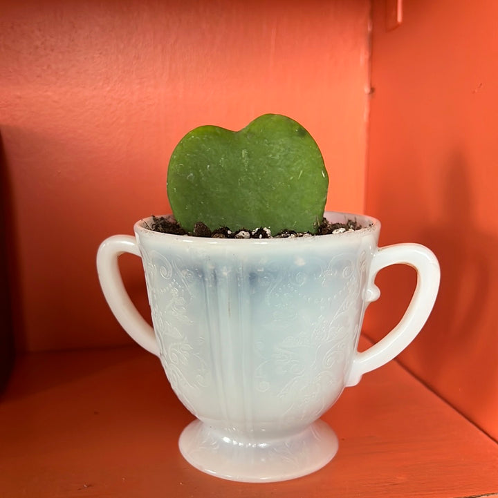 Hoya Heart Plant