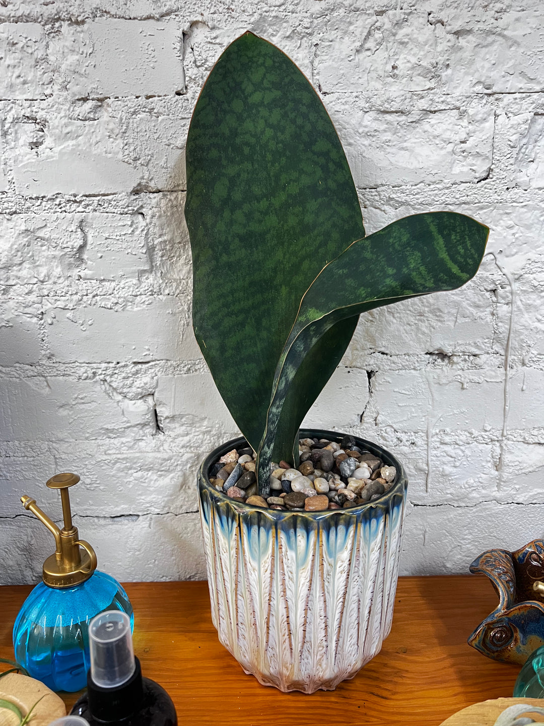 Assorted Plants