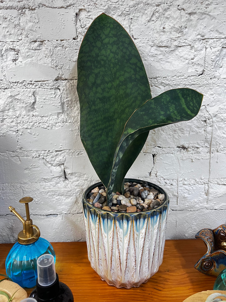 Assorted Plants