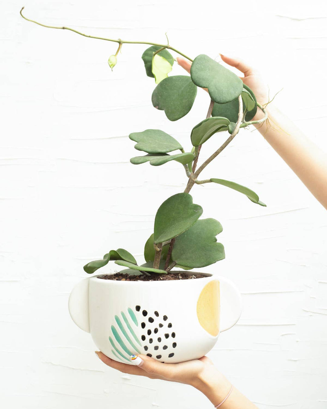 Trailing Hoya Kerrii Heart