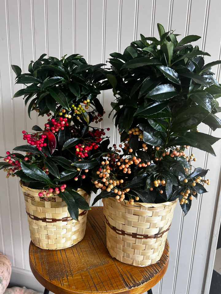 Assorted Plants