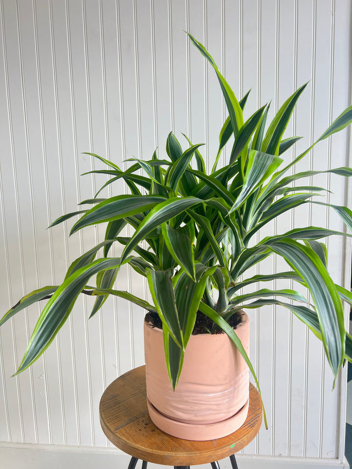 Assorted Plants
