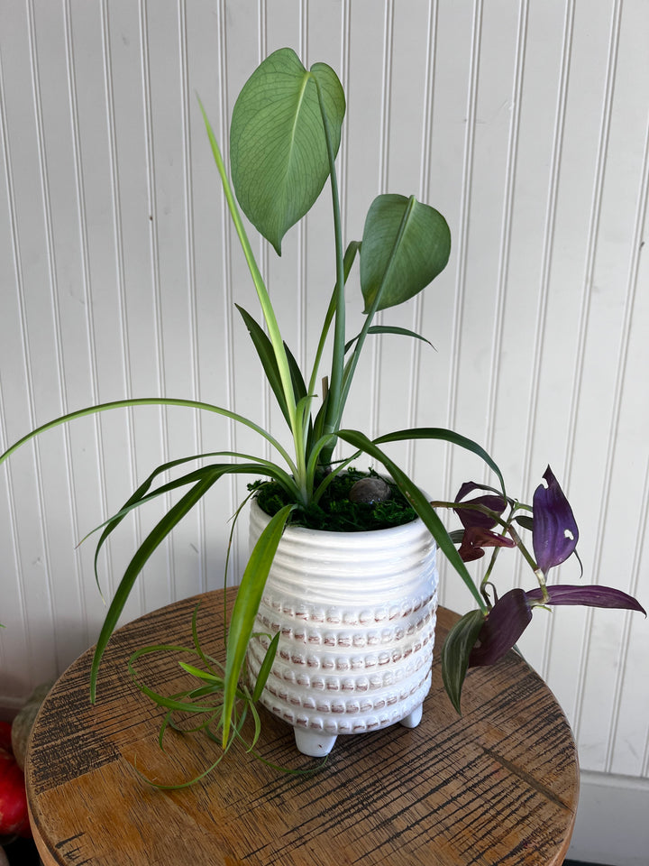 Assorted Plants