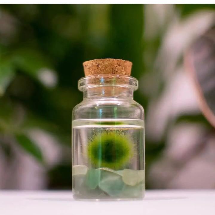 Aventurine Moss Nino