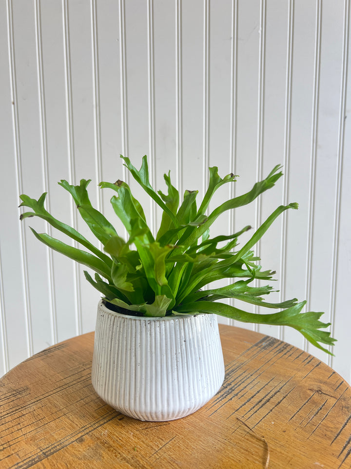 Assorted Plants