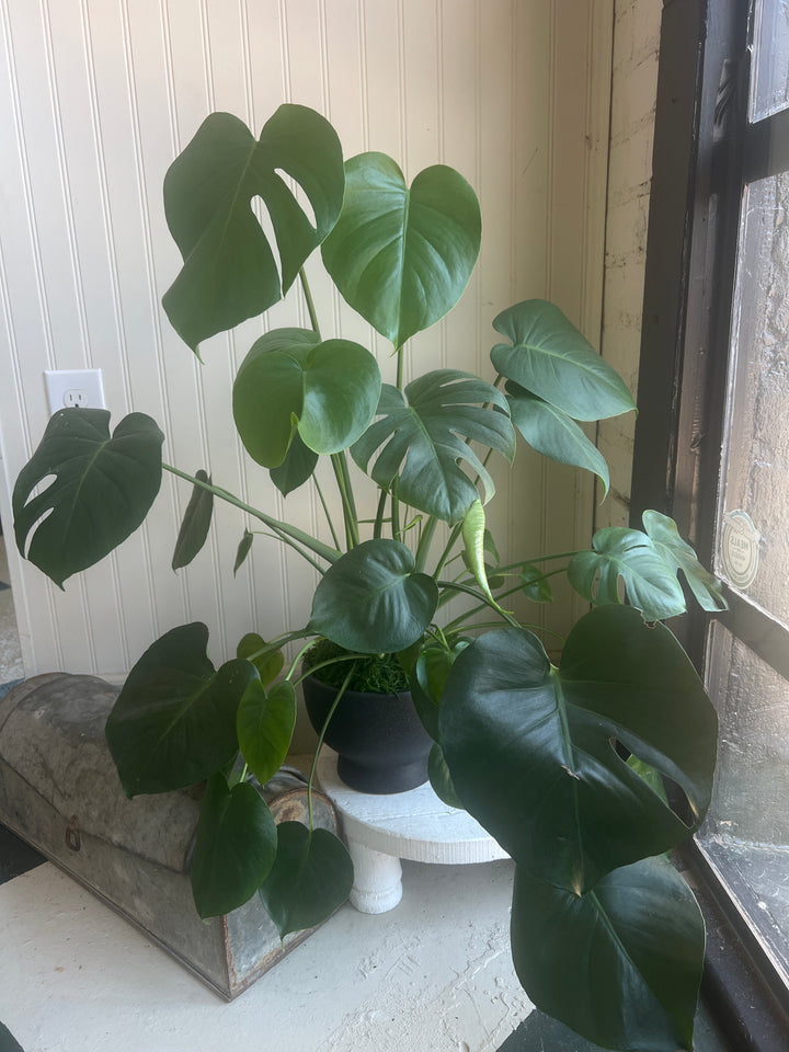 Assorted Plants