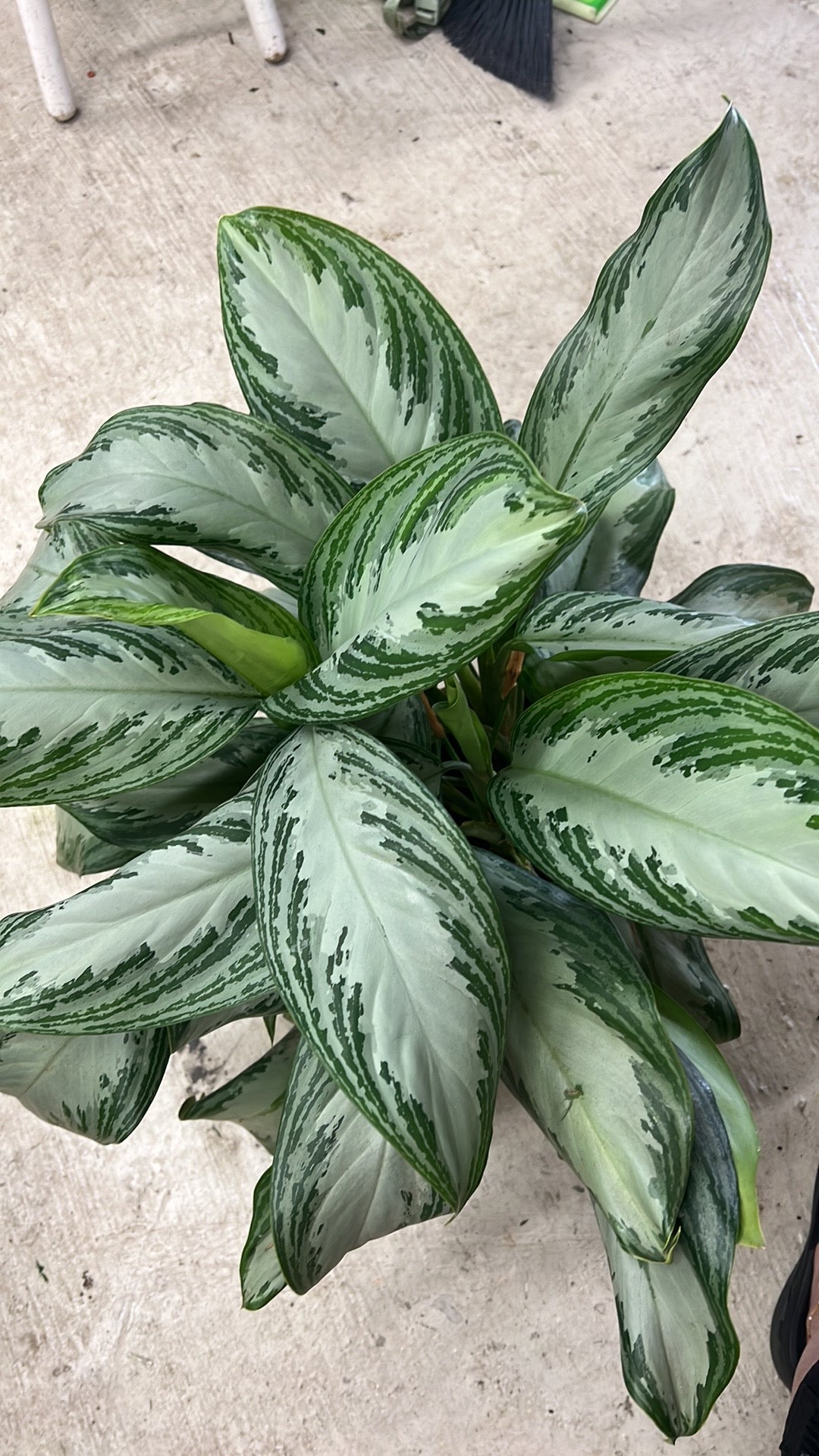 Assorted Plants