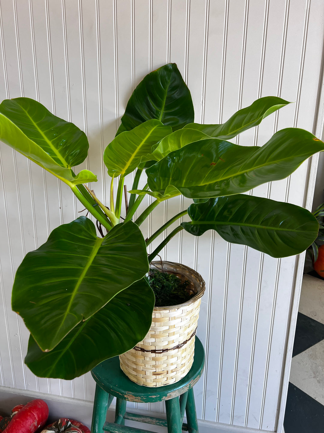Assorted Plants