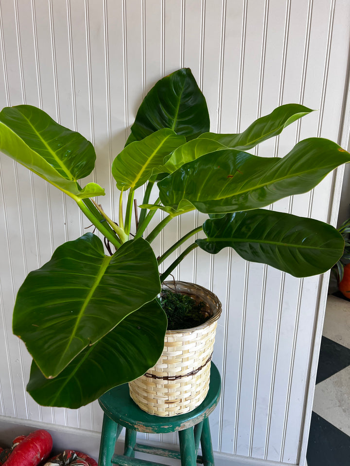 Assorted Plants