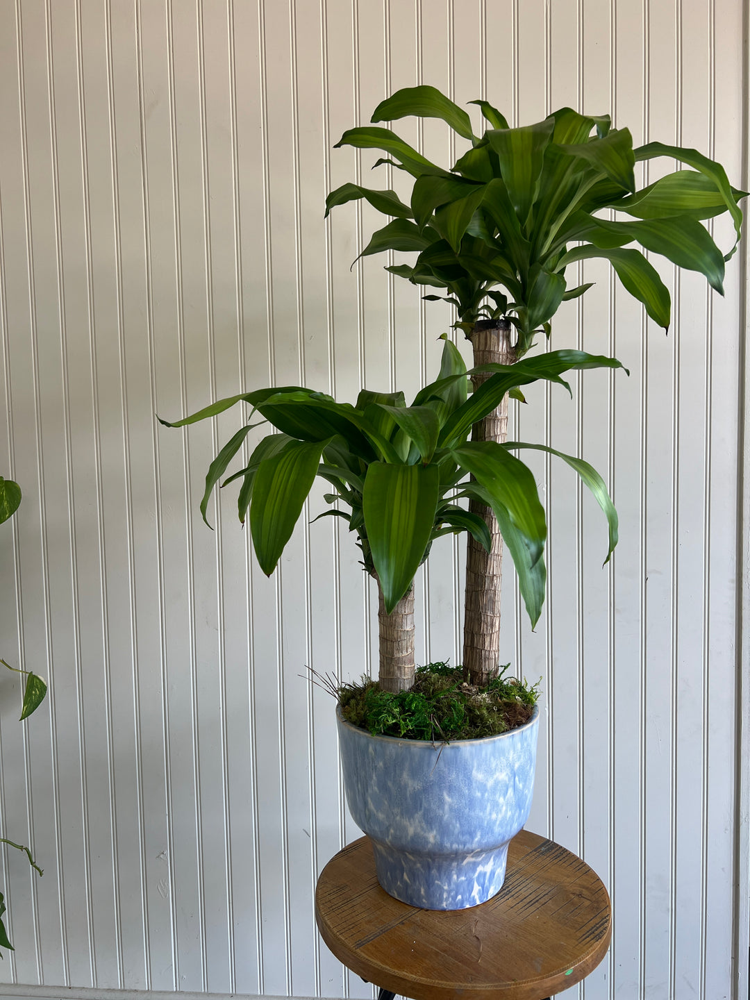 Assorted Plants