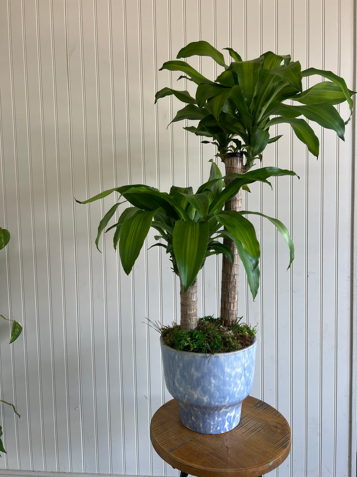 Assorted Plants