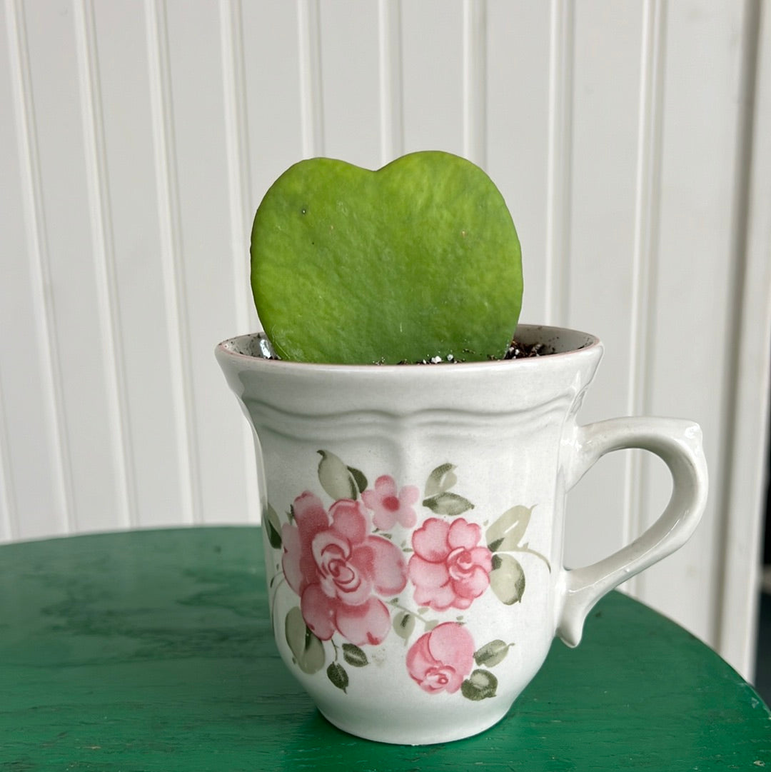 Hoya Heart Plant