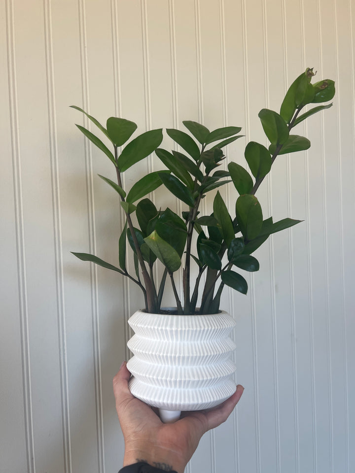Assorted Plants