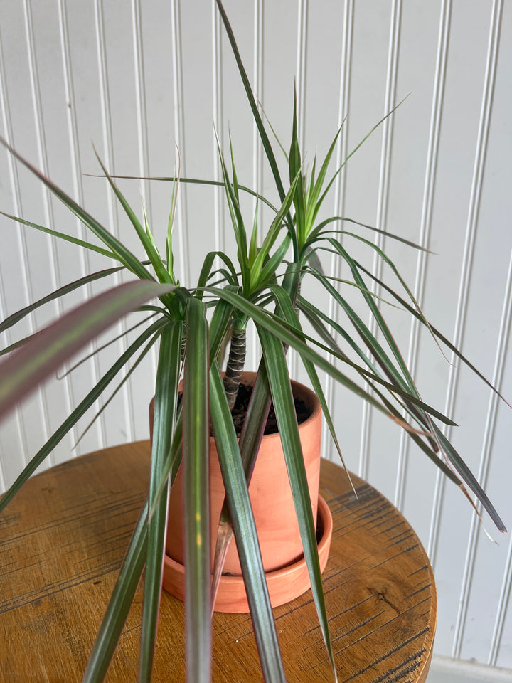 Assorted Plants