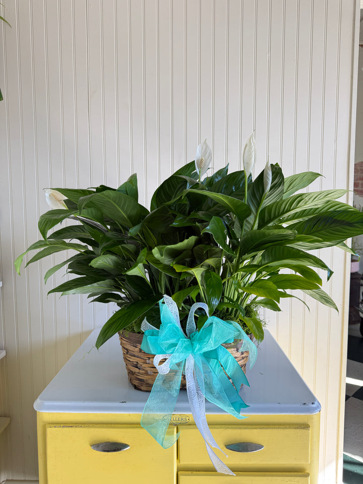 Double Peace Lily Peanut Basket