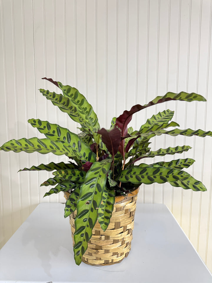 Calathea Rattlesnake