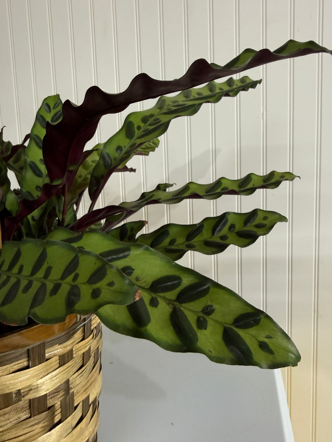 Calathea Rattlesnake