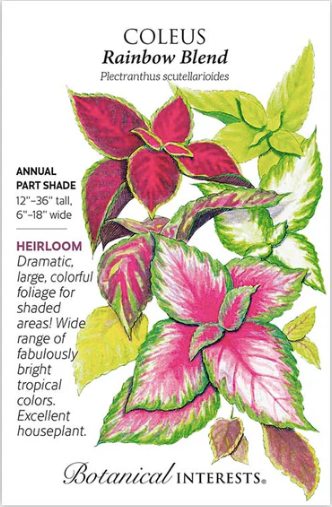 Rainbow Blend Coleus Seeds