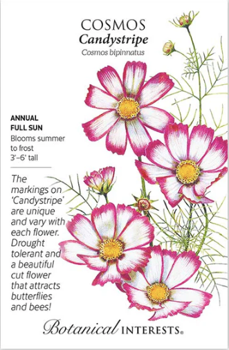 Candystripe Cosmos Seeds