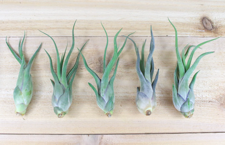 Tillandsia Caput Medusae Air Plant