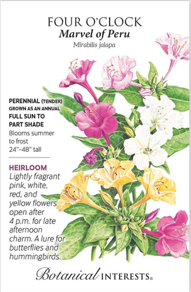 Marvel Of Peru Four O'Clock Seeds