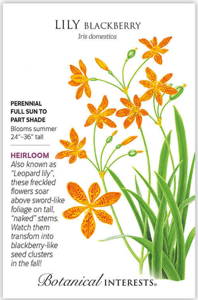 Blackberry Lily Seeds