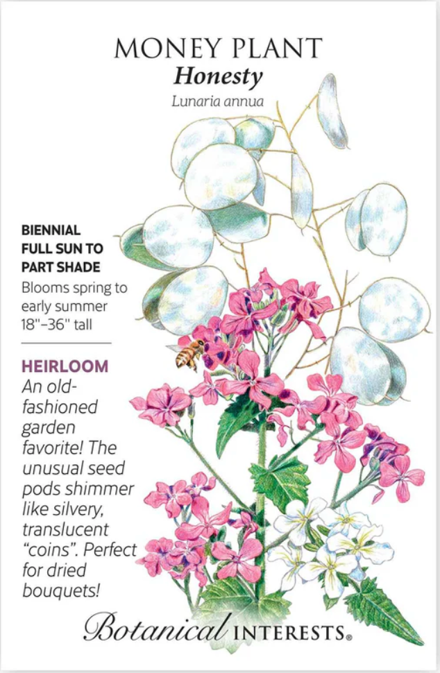 Honesty Money Plant Seeds