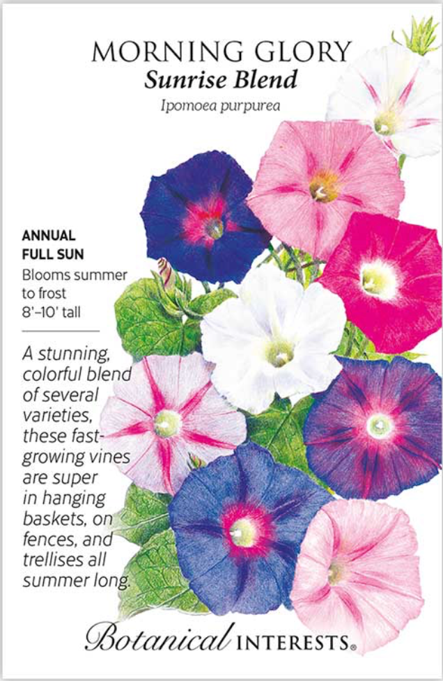 Sunrise Blend Morning Glory Seeds