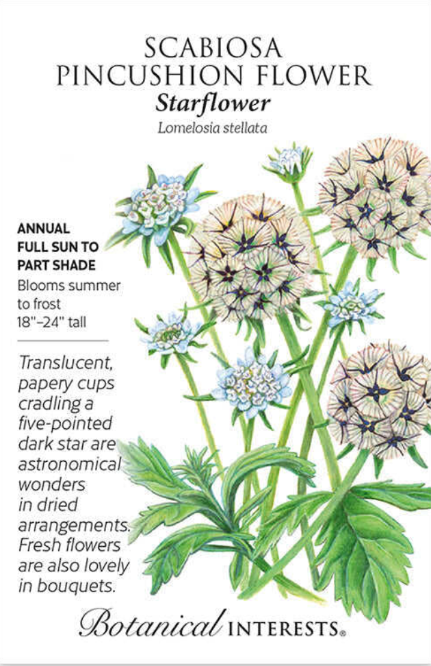 Starflower Scabiosa/Pincushion Flower Seeds