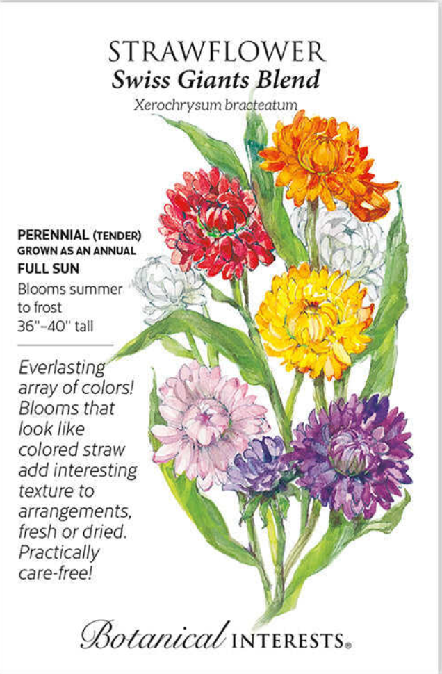Swiss Giants Blend Strawflower Seeds