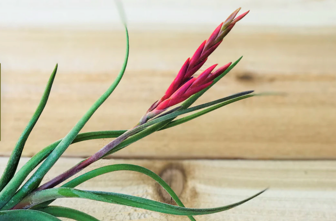 Tillandsia Caput Medusae Air Plant