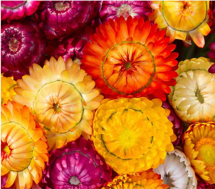 Swiss Giants Blend Strawflower Seeds