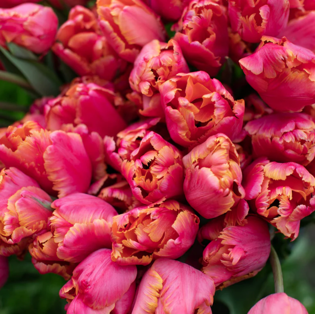 Fall Tulip and Daffodil Bulbs