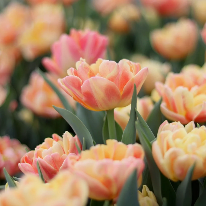 Fall Tulip and Daffodil Bulbs