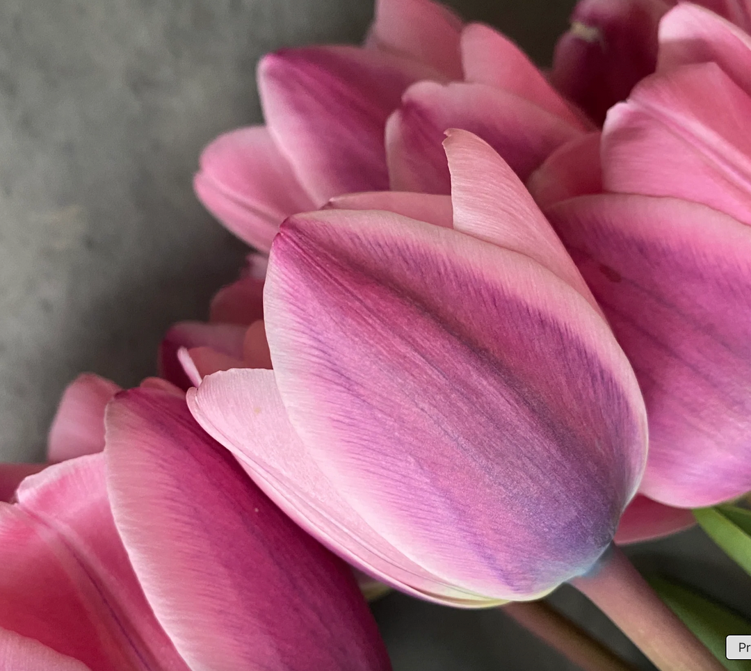 Fall Tulip and Daffodil Bulbs