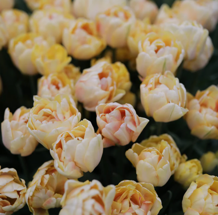 Fall Tulip and Daffodil Bulbs