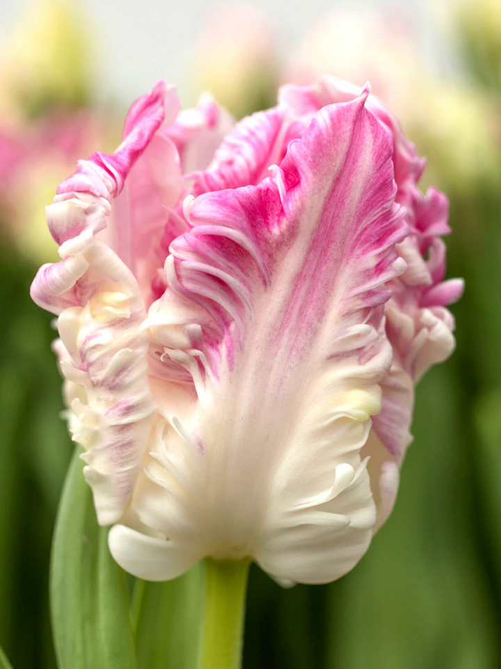 Fall Tulip and Daffodil Bulbs