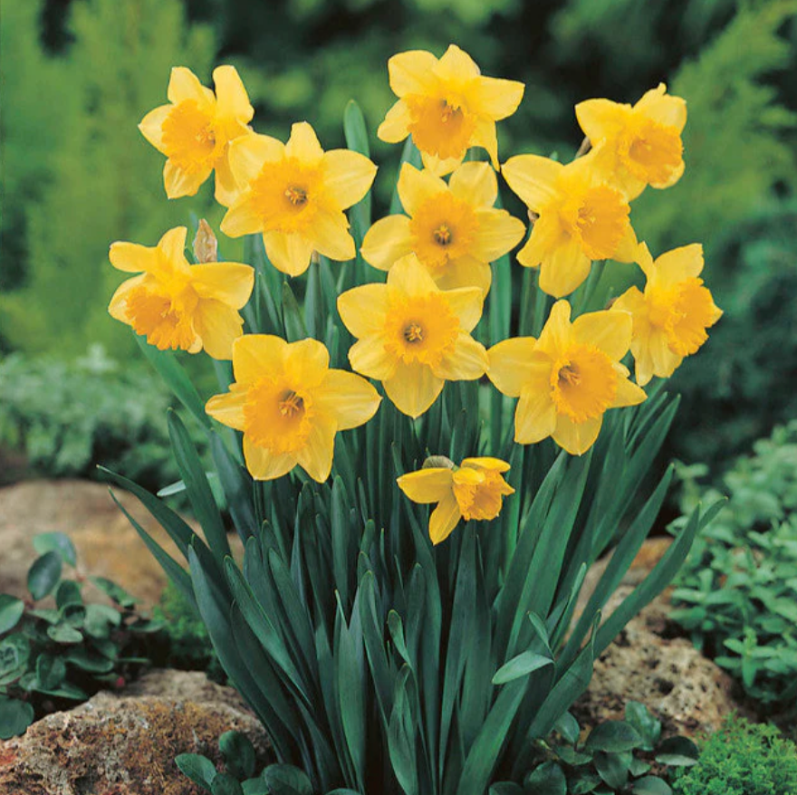 Fall Tulip and Daffodil Bulbs