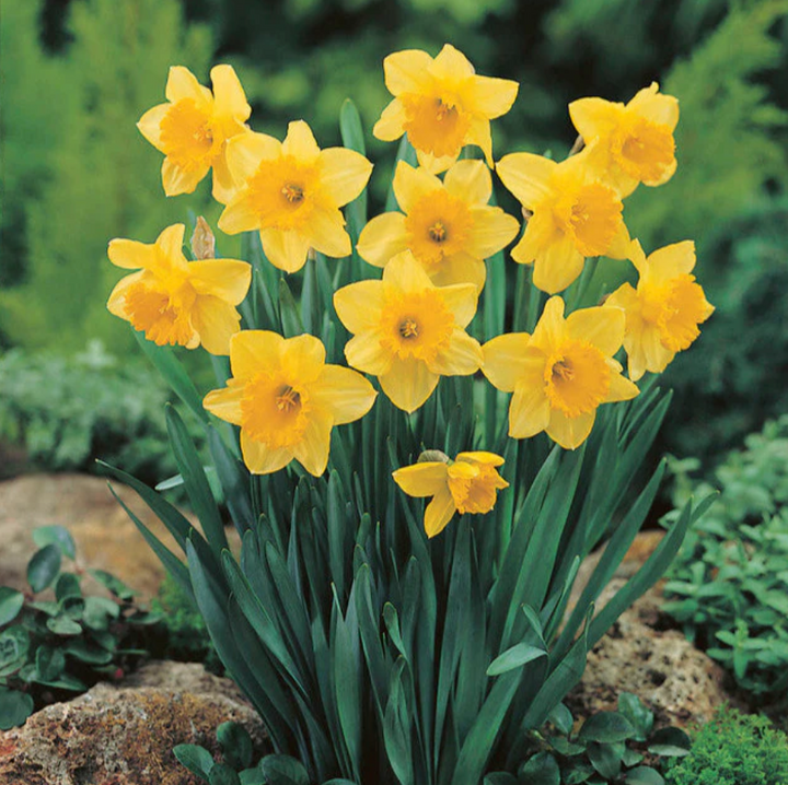 Fall Tulip and Daffodil Bulbs