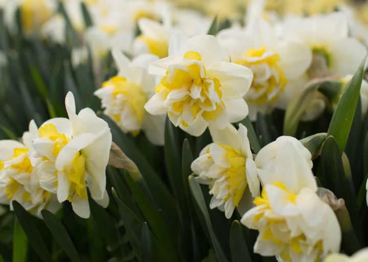 Fall Tulip and Daffodil Bulbs