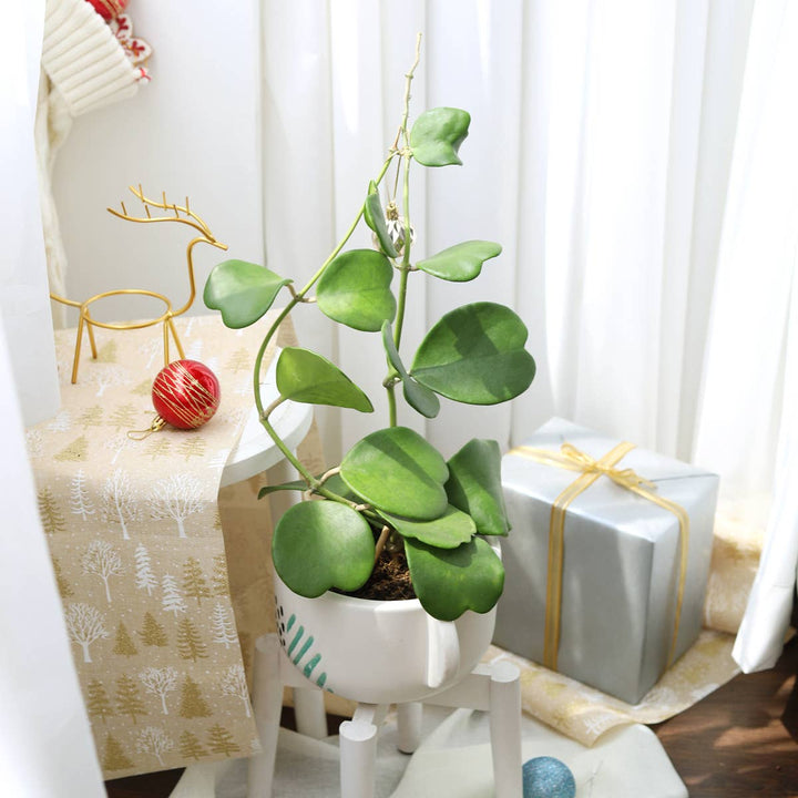 Trailing Hoya Kerrii Heart