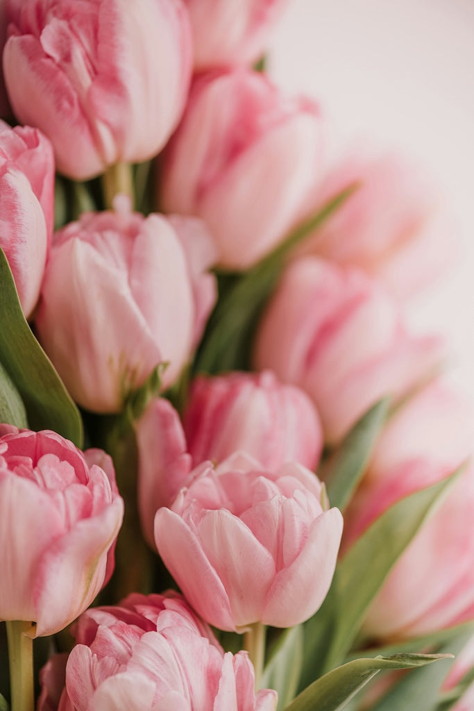Spring Tulip Subscription