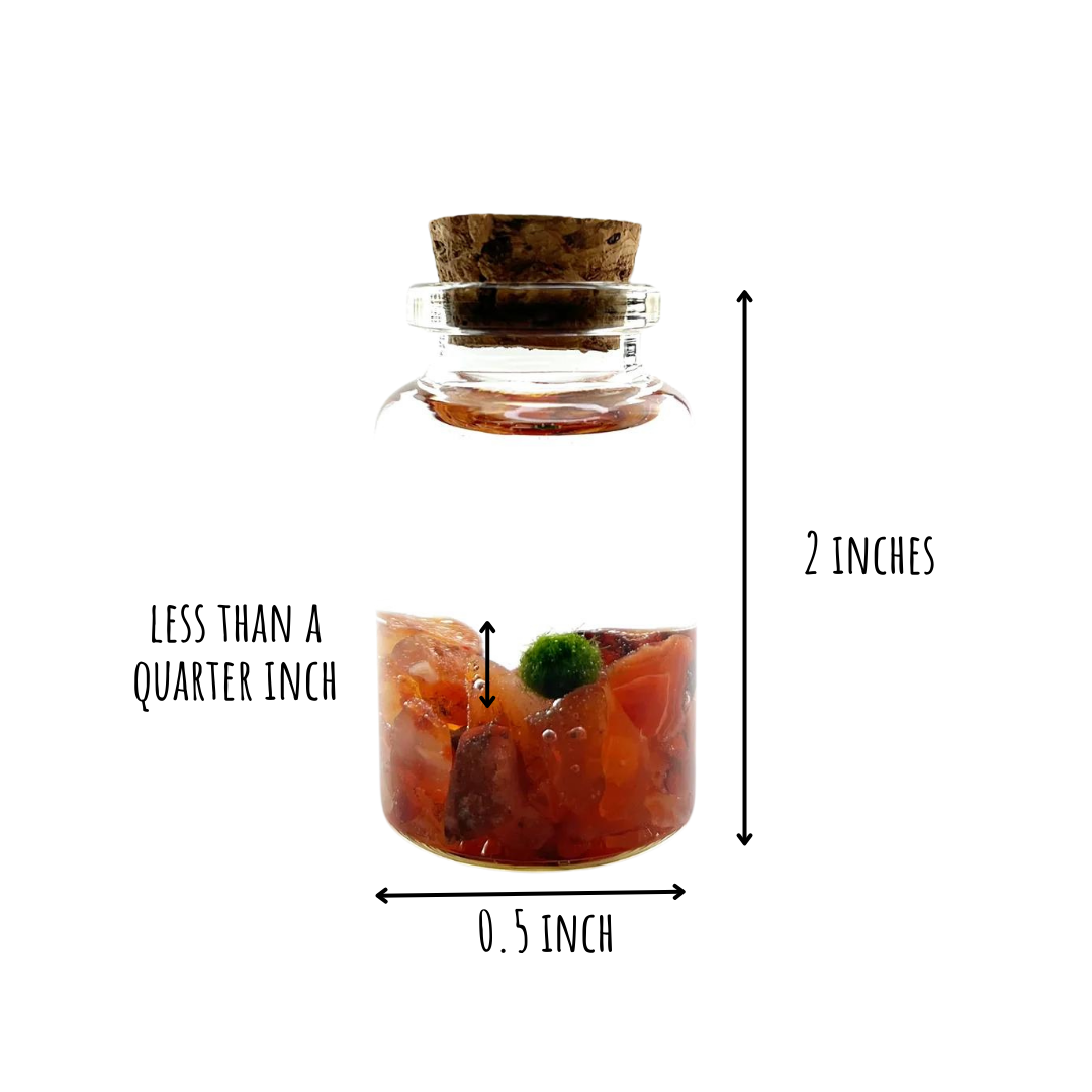 Tiny Marimo Moss Ball Terrarium with Carnelian Gemstones