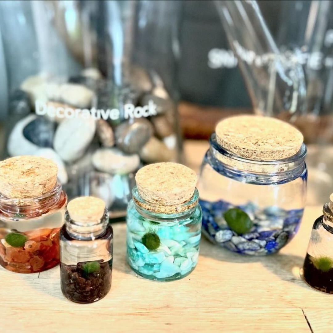 Small Marimo Moss Ball Terrarium with Amazonite Gemstone