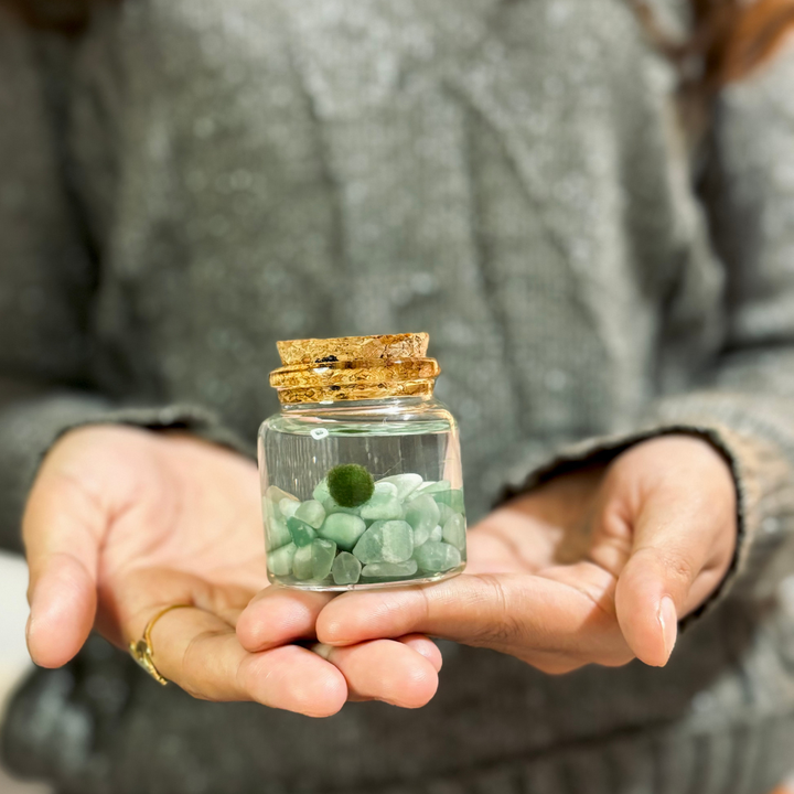Small Marimo Moss Ball Terrarium with Amazonite Gemstone
